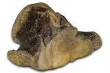 Huge Fossil Mosasaur (Tylosaurus) Vertebra - Texas #335030-1